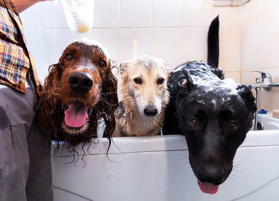 three dogs in a bathtub after grooming