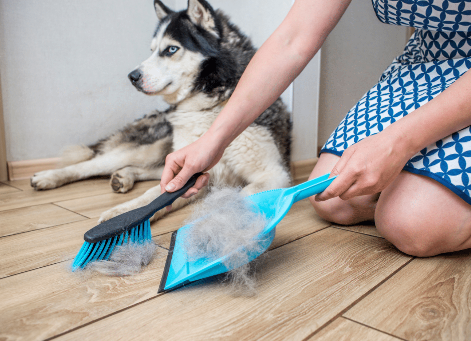 woman sweeping up dog hair in home