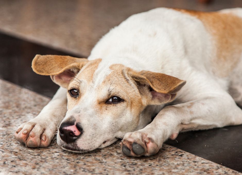 close up of dog's face laying on the floor