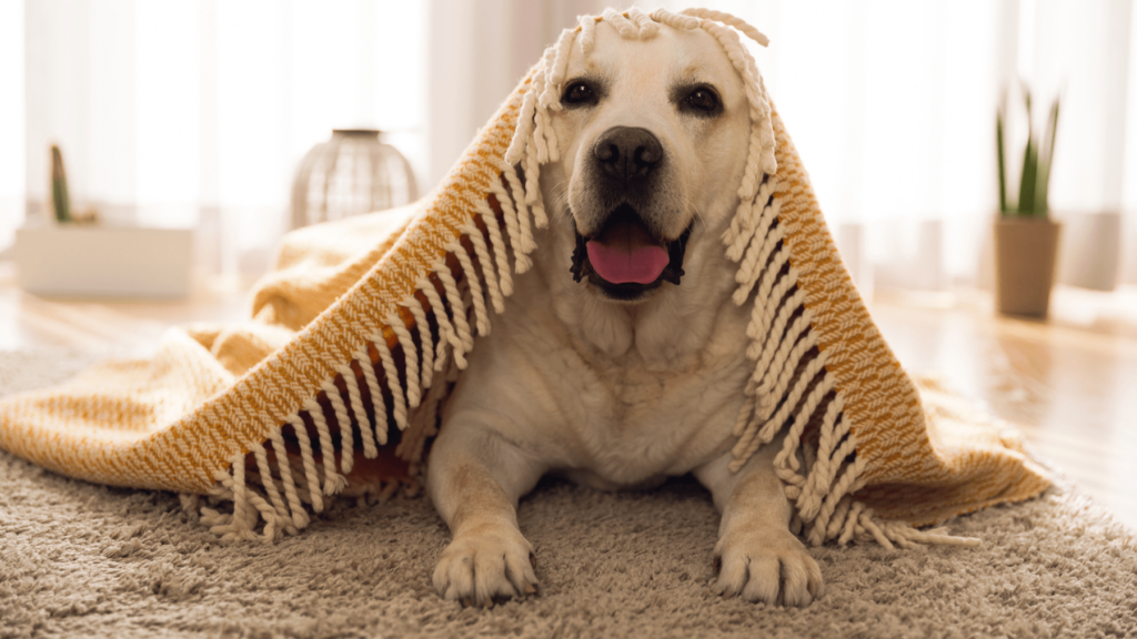 dog under a blanket