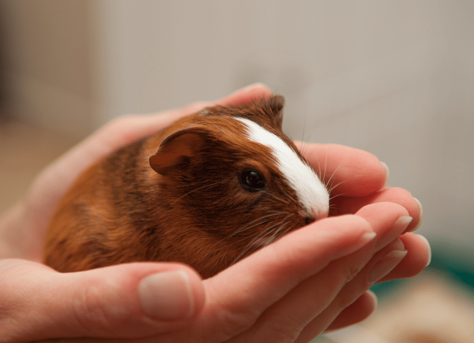 guinea pig