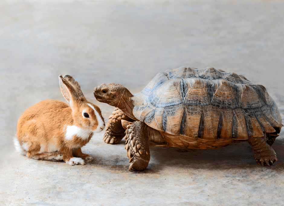 rabbit and turtle